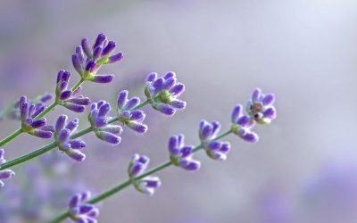 Camping à 25 minutes de la mer dans le Var