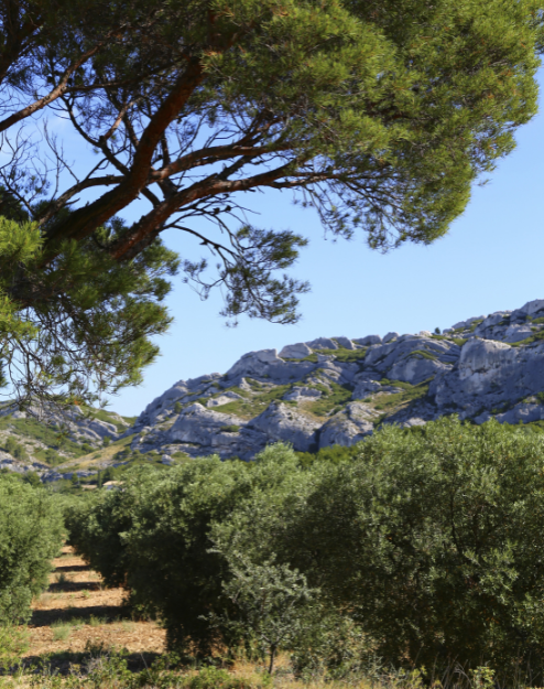 Camping à 25 minutes de la mer-en Provence