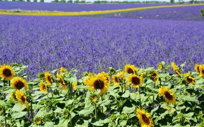 Camping avec restauration près des Bruyères