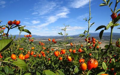 Camping de charme autour de Hyères