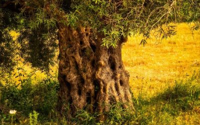 Camping proche rivière en Provence